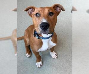 Mutt Dogs for adoption in San Martin, CA, USA