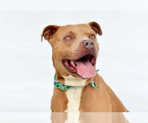 American Pit Bull Terrier Dogs for adoption in Pasadena, CA, USA