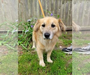 Golden Retriever Dogs for adoption in Calverton, NY, USA