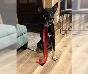 German Shepherd Dog-Unknown Mix Dogs for adoption in Houston, TX, USA