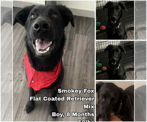 Mutt Dogs for adoption in Seattle, WA, USA