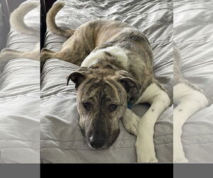 Great Pyrenees-Unknown Mix Dogs for adoption in Denton, TX, USA