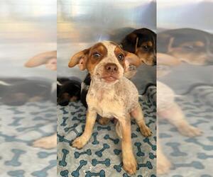 Dachshund-Unknown Mix Dogs for adoption in San Andreas, CA, USA