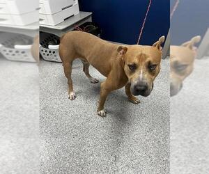 American Pit Bull Terrier-Unknown Mix Dogs for adoption in Pasadena, TX, USA