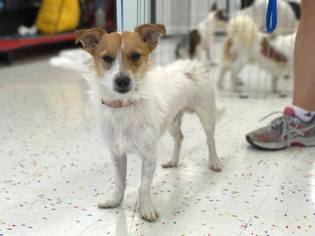 Jack Russell Terrier Dogs for adoption in Brighton, TN, USA