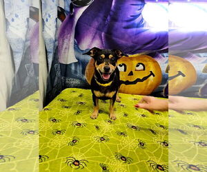 Chihuahua-Unknown Mix Dogs for adoption in Metairie, LA, USA