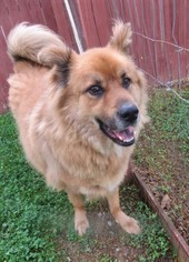 Chow Chow Dogs for adoption in Franklin, TN, USA