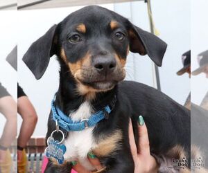 Chihuahua-Unknown Mix Dogs for adoption in Washington, DC, USA