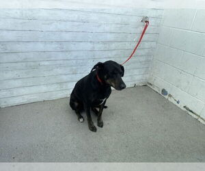 Labrador Retriever-Unknown Mix Dogs for adoption in San Bernardino, CA, USA