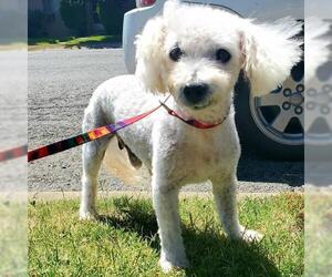 Poodle (Miniature)-Unknown Mix Dogs for adoption in Corning, CA, USA