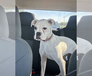 Boxer Dogs for adoption in Dumont, NJ, USA