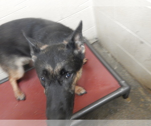 German Shepherd Dog Dogs for adoption in Pikeville, KY, USA