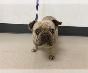 French Bulldog Dogs for adoption in Corona, CA, USA