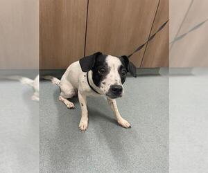 Chihuahua Dogs for adoption in Baytown, TX, USA