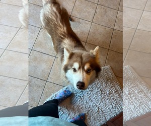 Huskies -Pomeranian Mix Dogs for adoption in Kansas City, MO, USA