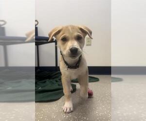 Shepradors Dogs for adoption in Fort Wayne, IN, USA