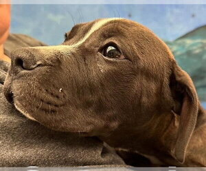 Mutt Dogs for adoption in Anchorage, AK, USA