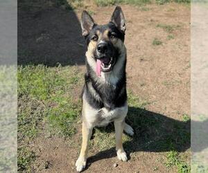 German Shepherd Dog-Unknown Mix Dogs for adoption in Modesto, CA, USA