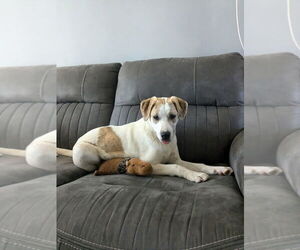 Labrador Retriever-Unknown Mix Dogs for adoption in Boston, MA, USA