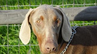 Doberman Pinscher Dogs for adoption in Vacaville, CA, USA