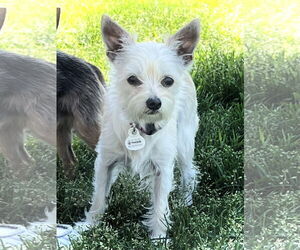 Chihuahua-Unknown Mix Dogs for adoption in Estherville, IA, USA