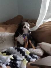 Beagle Dogs for adoption in Millersville, NJ, USA