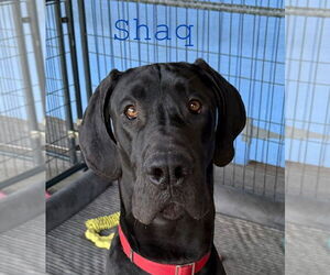 Great Dane Dogs for adoption in Palm Beach, FL, USA