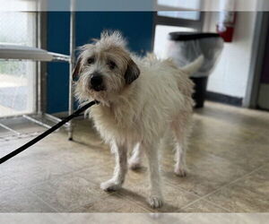 Mutt Dogs for adoption in Raleigh, NC, USA