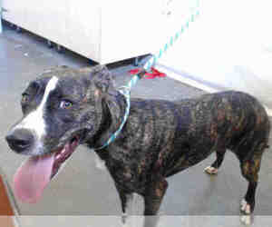 American Staffordshire Terrier Dogs for adoption in Camarillo, CA, USA