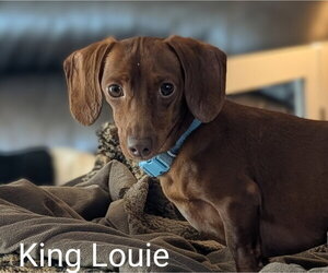 Dachshund Dogs for adoption in Sioux Falls, SD, USA