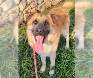 Leonberger-Unknown Mix Dogs for adoption in Sacramento, CA, USA