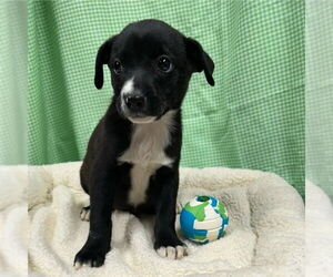 Catahoula Leopard Dog-Unknown Mix Dogs for adoption in Rockaway, NJ, USA