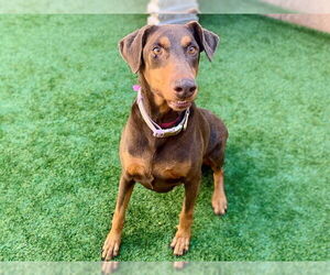 Doberman Pinscher Dogs for adoption in Moreno Valley, CA, USA