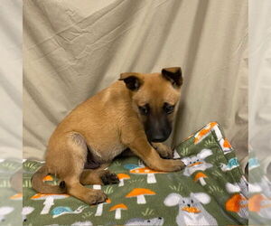 Mutt Dogs for adoption in Modesto, CA, USA