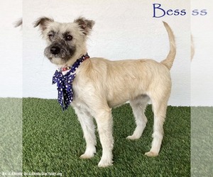 Mutt Dogs for adoption in San Diego, CA, USA
