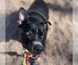 American Pit Bull Terrier-Labrador Retriever Mix Dogs for adoption in Fort Collins, CO, USA