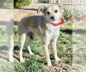 Cava-lon Dogs for adoption in Palo Alto, CA, USA