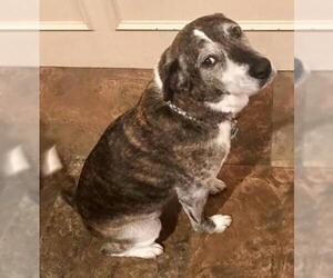 Medium Photo #1 Mutt Puppy For Sale in North Richland Hills, TX, USA
