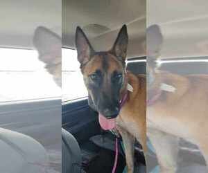 Mutt Dogs for adoption in Imlay City, MI, USA