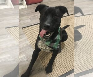 Borador Dogs for adoption in Emmett, ID, USA