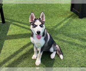 Siberian Husky Dogs for adoption in Orange, CA, USA