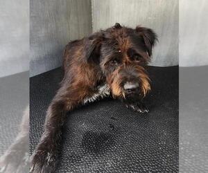 Miniature Schnauzer-Unknown Mix Dogs for adoption in San Antonio, TX, USA