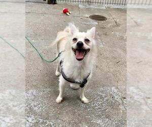 Pomeranian-Unknown Mix Dogs for adoption in Boston, MA, USA
