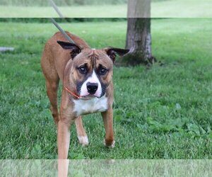 Bulloxer Dogs for adoption in Hillsdale, IN, USA