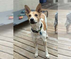 Mutt Dogs for adoption in Paso Robles, CA, USA