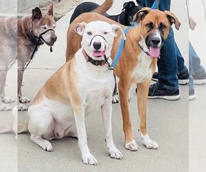 American Bulldog Dogs for adoption in Oceanside, CA, USA