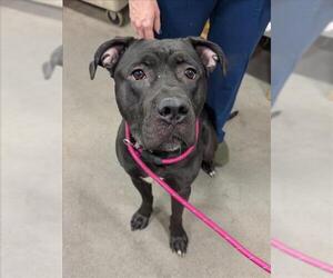 Mutt Dogs for adoption in Forestville, MD, USA