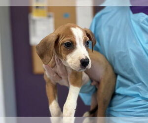 Mutt Dogs for adoption in Raleigh, NC, USA