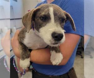 Parson Russell Terrier-Unknown Mix Dogs for adoption in Camarillo, CA, USA