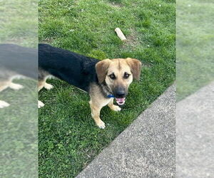 Mutt Dogs for adoption in Springdale, PA, USA